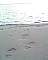 Orme sulla spiaggia del lago Enriquillo.gif